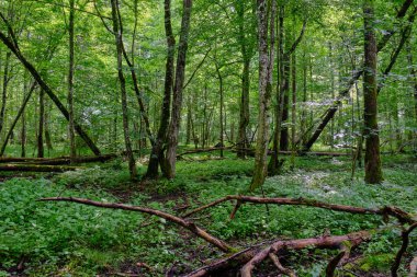 Arka planda eski ağaçlar ile Bahar yaprak döken ilkel standı, Bialowieza Orman, Polonya, Avrupa