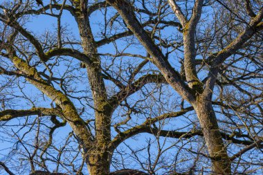 Güneşli bir günde doğal desenler yaratan yosunlu İngiliz Meşesi (Quercus robur) ağacı dalları, Bialowieza Ormanı, Polonya, Avrupa
