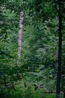 Yaz ışığında bereketli bir orman ve doğal bitki örtüsü var. Vahşi orman sahnesi biyolojik çeşitliliği ve el değmemiş vahşi doğayı gösteriyor, Bialowieza Ormanı, Polonya, Avrupa