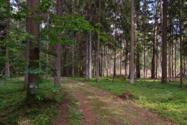 Yaz ışığında bereketli bir orman ve doğal bitki örtüsü var. Vahşi orman sahnesi biyolojik çeşitliliği ve el değmemiş vahşi doğayı gösteriyor, Bialowieza Ormanı, Polonya, Avrupa