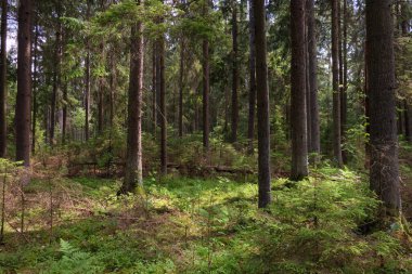 Yaz ışığında bereketli bir orman ve doğal bitki örtüsü var. Vahşi orman sahnesi biyolojik çeşitliliği ve el değmemiş vahşi doğayı gösteriyor, Bialowieza Ormanı, Polonya, Avrupa