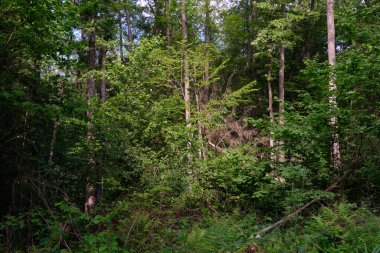 Yaz ışığında bereketli bir orman ve doğal bitki örtüsü var. Vahşi orman sahnesi biyolojik çeşitliliği ve el değmemiş vahşi doğayı gösteriyor, Bialowieza Ormanı, Polonya, Avrupa