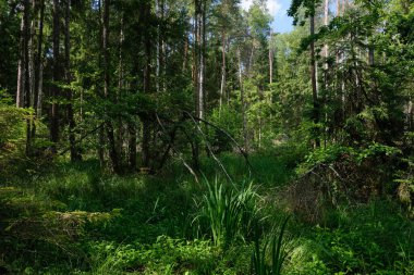 Yaz ışığında bereketli bir orman ve doğal bitki örtüsü var. Vahşi orman sahnesi biyolojik çeşitliliği ve el değmemiş vahşi doğayı gösteriyor, Bialowieza Ormanı, Polonya, Avrupa