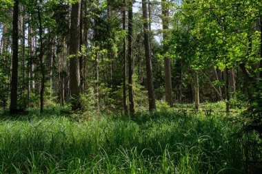 Yaz ışığında bereketli bir orman ve doğal bitki örtüsü var. Vahşi orman sahnesi biyolojik çeşitliliği ve el değmemiş vahşi doğayı gösteriyor, Bialowieza Ormanı, Polonya, Avrupa