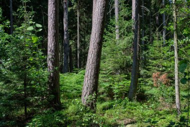 Yaz ışığında bereketli bir orman ve doğal bitki örtüsü var. Vahşi orman sahnesi biyolojik çeşitliliği ve el değmemiş vahşi doğayı gösteriyor, Bialowieza Ormanı, Polonya, Avrupa