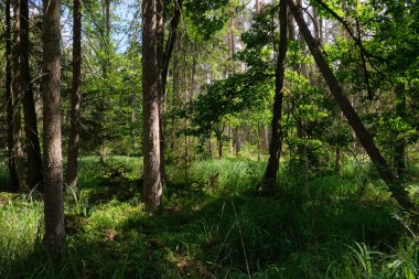 Yaz ışığında bereketli bir orman ve doğal bitki örtüsü var. Vahşi orman sahnesi biyolojik çeşitliliği ve el değmemiş vahşi doğayı gösteriyor, Bialowieza Ormanı, Polonya, Avrupa