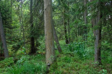 Yaz ışığında bereketli bir orman ve doğal bitki örtüsü var. Vahşi orman sahnesi biyolojik çeşitliliği ve el değmemiş vahşi doğayı gösteriyor, Bialowieza Ormanı, Polonya, Avrupa
