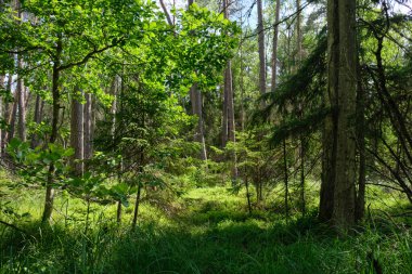 Yaz ışığında bereketli bir orman ve doğal bitki örtüsü var. Vahşi orman sahnesi biyolojik çeşitliliği ve el değmemiş vahşi doğayı gösteriyor, Bialowieza Ormanı, Polonya, Avrupa