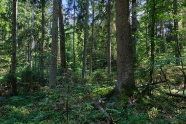 Yaz ışığında bereketli bir orman ve doğal bitki örtüsü var. Vahşi orman sahnesi biyolojik çeşitliliği ve el değmemiş vahşi doğayı gösteriyor, Bialowieza Ormanı, Polonya, Avrupa