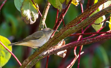 Sonbaharda havlayan kırmızı odun dalları arasında yaygın Chiffchaff (Phylloscopus collybita), Podlaskie Voyvodeship, Polonya, Avrupa