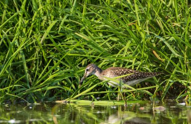 Vahşi Orman Çulluğu (Tringa Glareola) durgun bataklık sularında ayna yansıması ve hafif dalgalanmalarla duruyor.