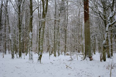 Önünde ladin ağaçları, Bialowieza Ormanı, Polonya ve Avrupa kırılan karlı yaprak döken kışın manzarası