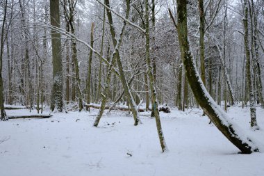 Önünde ladin ağaçları, Bialowieza Ormanı, Polonya ve Avrupa kırılan karlı yaprak döken kışın manzarası