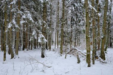 Önünde ladin ağaçları, Bialowieza Ormanı, Polonya ve Avrupa kırılan karlı yaprak döken kışın manzarası