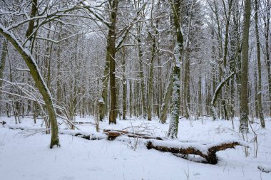 Önünde ladin ağaçları, Bialowieza Ormanı, Polonya ve Avrupa kırılan karlı yaprak döken kışın manzarası