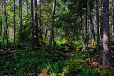 Yaz mevsimi kozalaklı orman ağacı Stan güneşin altında çam ve çam ağaçları, Bialowieza Ormanı, Polonya, Avrupa