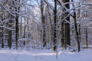 Önünde ladin ağaçları, Bialowieza Ormanı, Polonya ve Avrupa kırılan karlı yaprak döken kışın manzarası