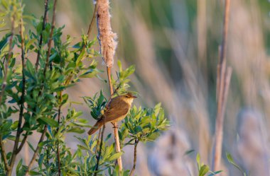 Yeşil bir dala tünemiş küçük sazlık bülbülü kuş yumuşak bir bitki ve bataklık bitkisi ile