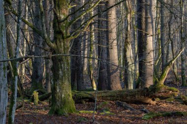 Düşen yapraklarla, çürüyen kütüklerle, güneş ışığını ve gölgeyi yakalayan uzun ağaçlarla, doğayı ve vahşi doğayı tasvir eden orman zemininde.
