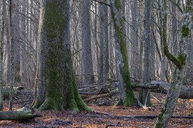 Yosun kaplı ağaç gövdelerini, çıplak dalları ve yumuşak doğal ışık altında zemini kaplayan sonbahar yapraklarını gösteren yoğun bir orman.