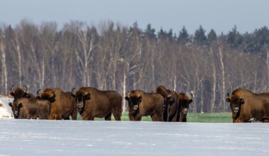 Avrupalı bizon sürüsü, soğuk bir kış gününde, karlı bir tarlada ilerleyip, orman geçmişi olan bir yer arıyor.