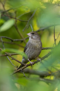 Yeşil ispinoz kuşu, canlı yeşil yapraklarla çevrili bir ağaç dalına tüneyerek doğal ortamını sergiliyor.
