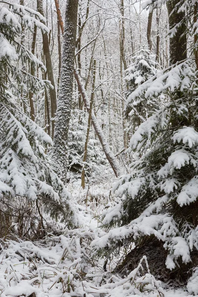 Зимний пейзаж природного леса с мертвой елкой — стоковое фото