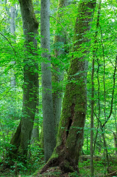 Grupp av gamla träd i sommar skog — Stockfoto