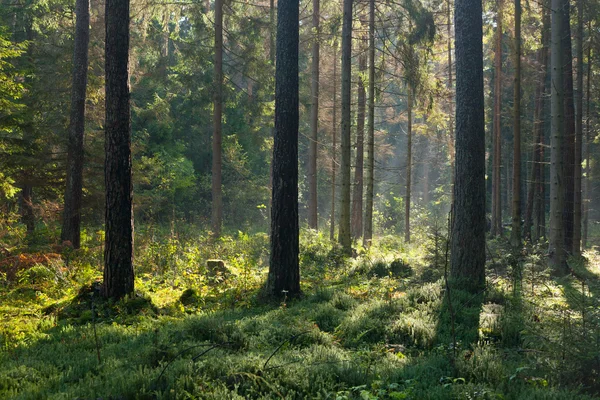 Mañana otoñal con rayos de sol entrando en el bosque — Foto de Stock