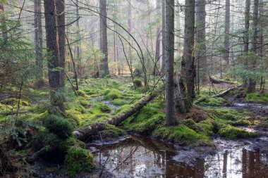 Sunbeam zengin bataklık iğne yapraklı orman girme