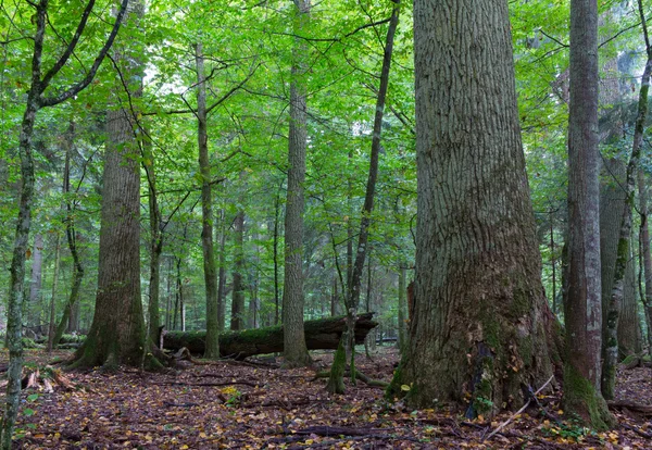 Oude eiken mos verpakt in herfst — Stockfoto