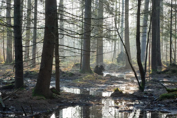 bialowieza orman iğne yapraklı stand