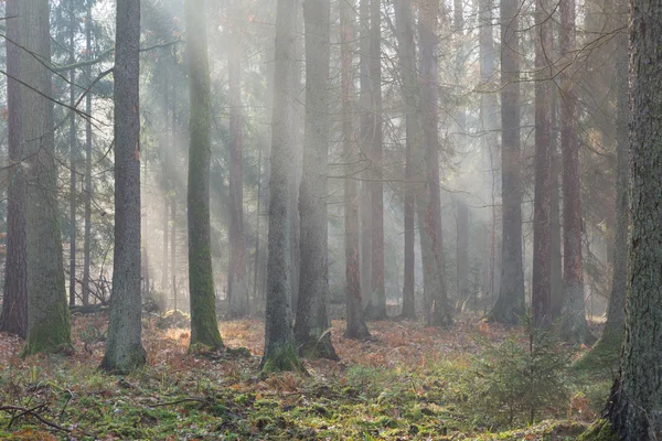 Autumnal misty morning in the forest — Stock Photo, Image