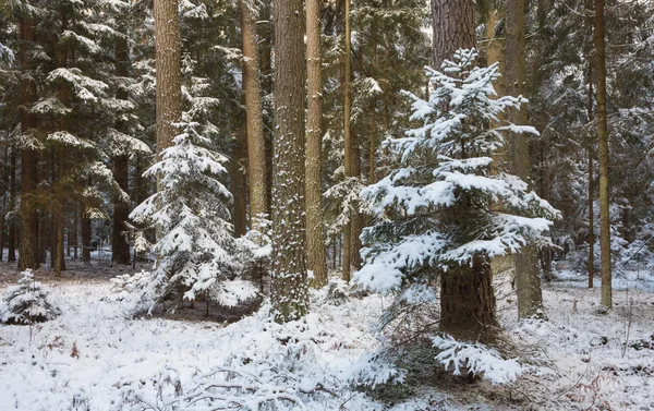 Winterlandschaft aus natürlichen Wäldern mit Kiefernstämmen und Fichten — Stockfoto