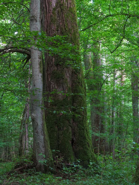 Tília monumental da Floresta de Bialowieza — Fotografia de Stock