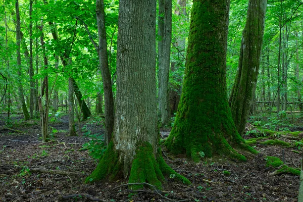 Grupy starych drzew w okresie letnim stoisku — Zdjęcie stockowe