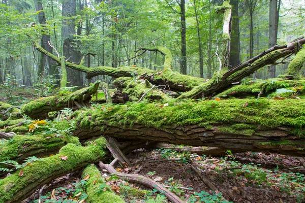 Broken oak tree branch moss wrapped — Stock Photo, Image