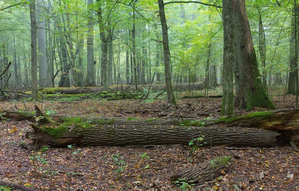 Carvalhos velhos na floresta nebulosa outonal — Fotografia de Stock