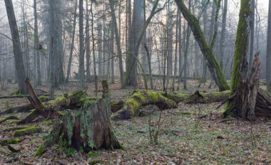 bialowieza Ormanı'nın doğal standında eski ağaçlar