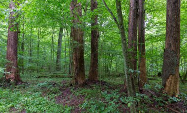 Barkless eski ölü Ladin