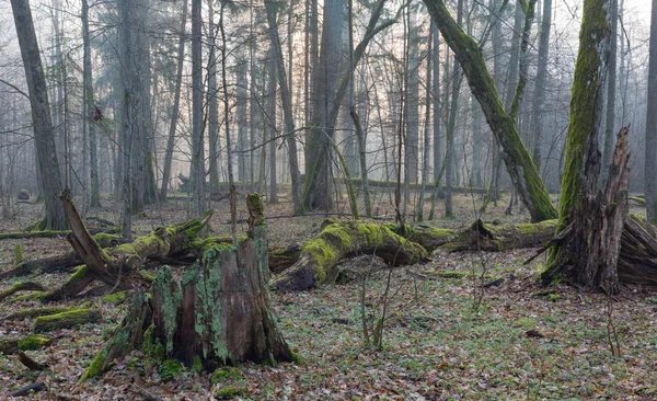 Staré stromy v přírodních stánku Bělověžského pralesa Stock Snímky