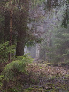 Orman, Bialowieza orman, Polonya, Avrupa'nın puslu sabah erken ilkbahar