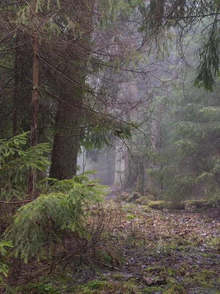 Temprano mañana brumosa primavera en el bosque, Bosque de Bialowieza, Polonia, Europa Imagen de archivo