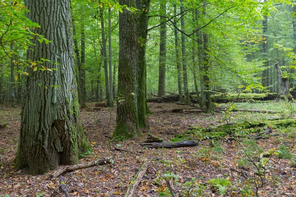 Querce secolari nella foresta autunnale — Foto Stock