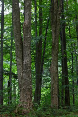 Bieszczady dağ bölgesinin doğal karma stand