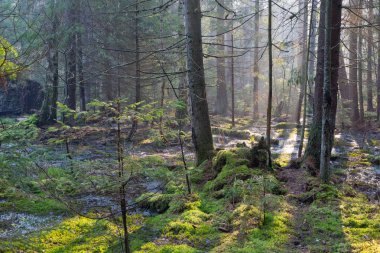 Sunbeam zengin bataklık iğne yapraklı orman girme