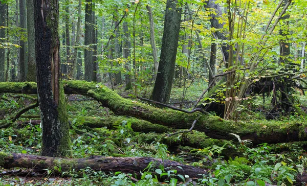 Vieux chêne et eau dans la forêt de la fin de l'automne — Photo