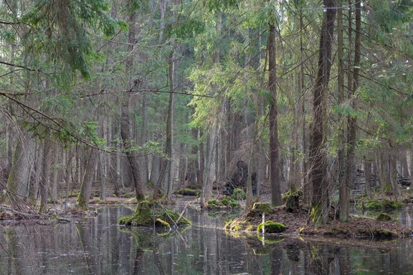 Frühling feuchter Mischwald mit stehendem Wasser — Stockfoto