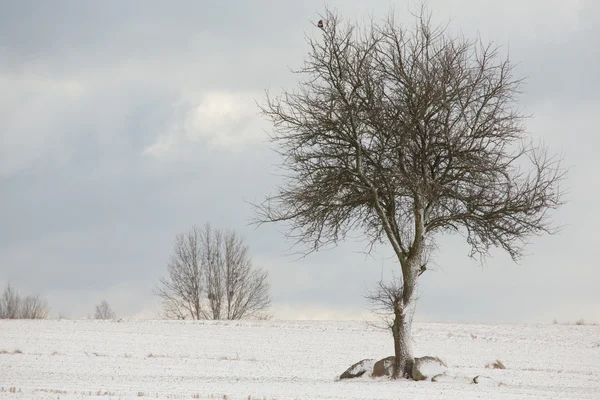 Arbre à feuilles caduques solitaire dans un champ neigeux hivernal — Photo