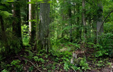 Bialowieza orman manzara rezerv doğal stand